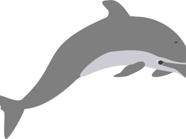 Прыжки дельфина прозрачное изображение