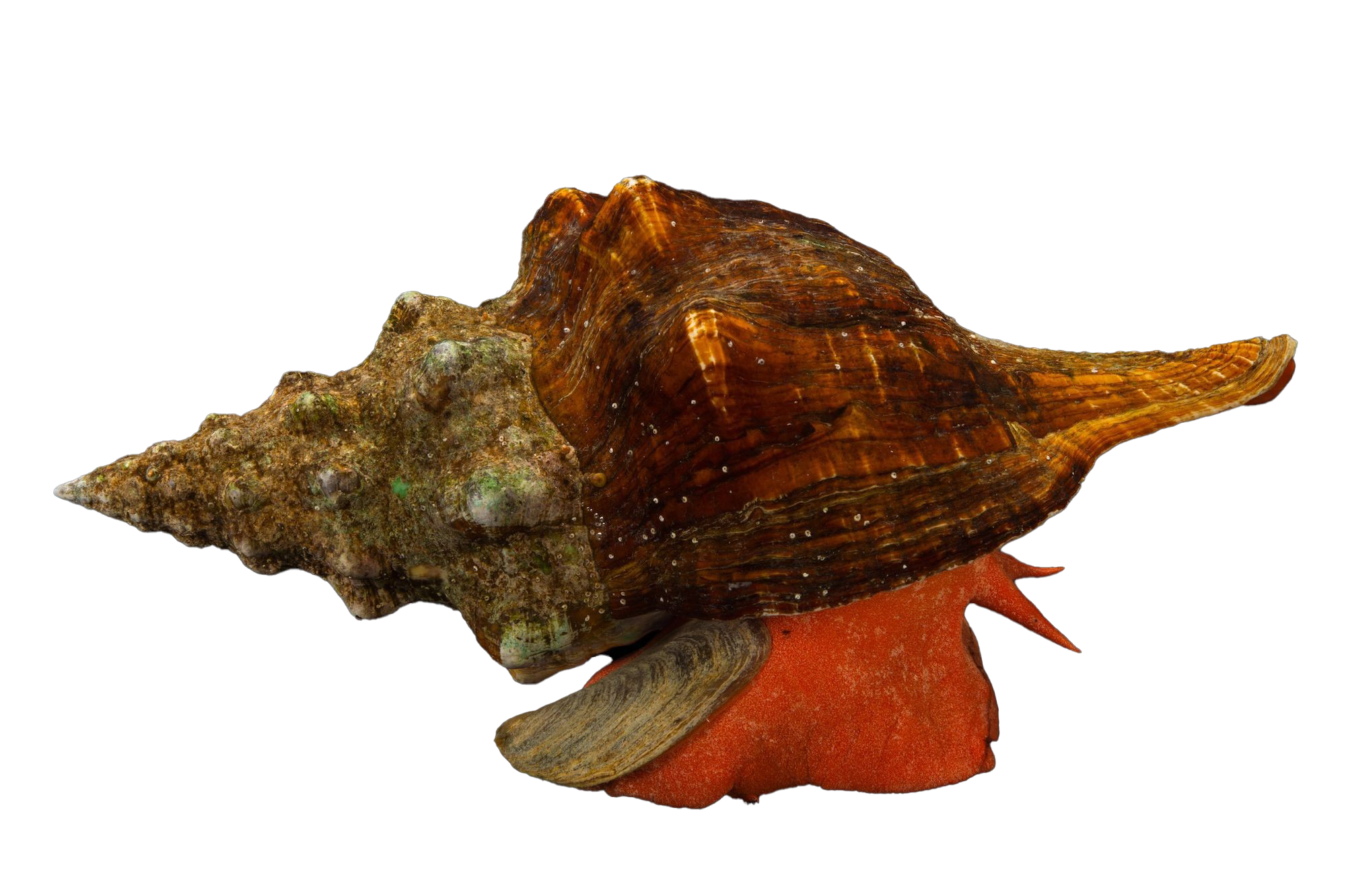 Sea Conch Shell PNG imagem