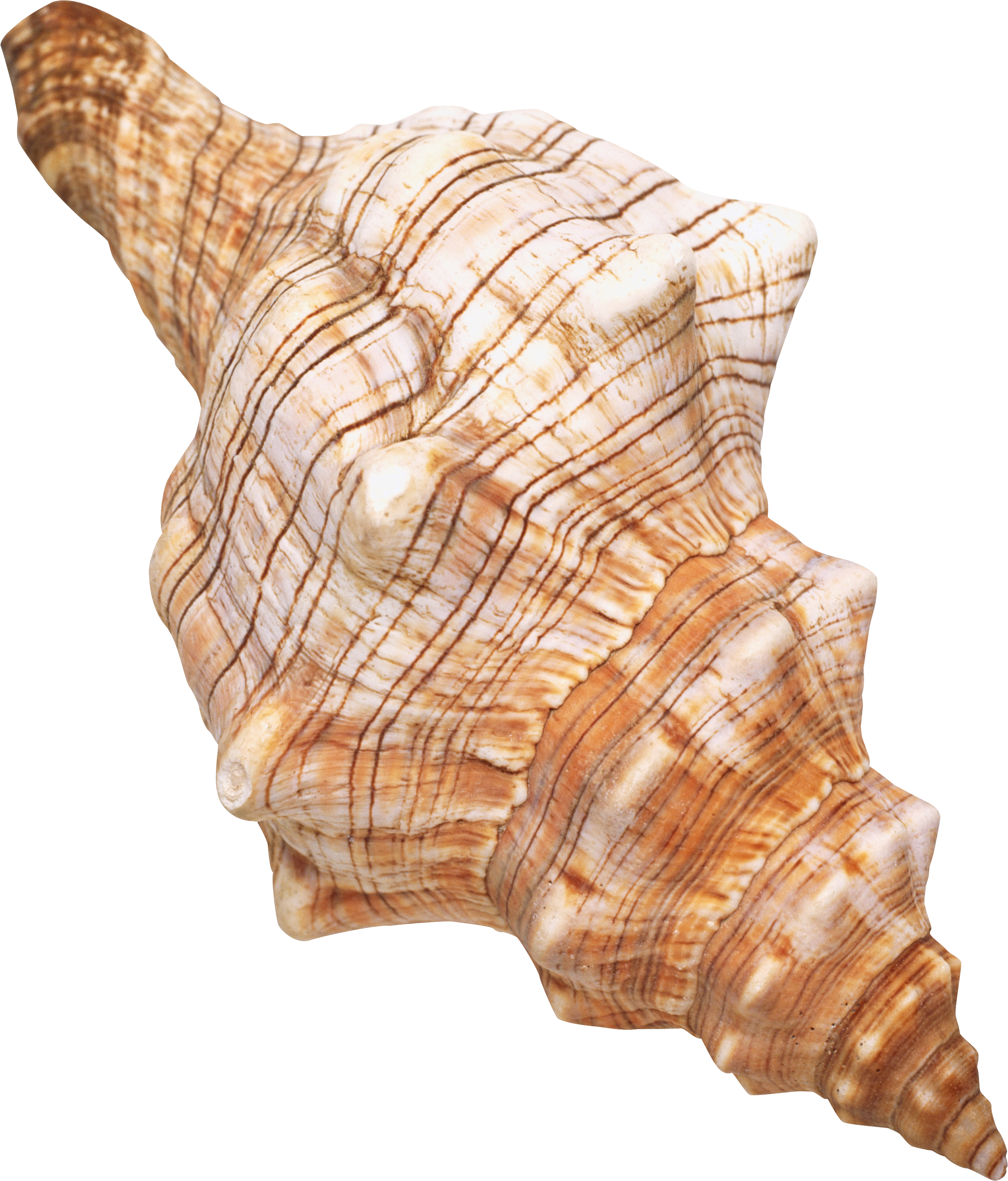 Download gratuito di Shell Shell Shell Shell Sea Conch