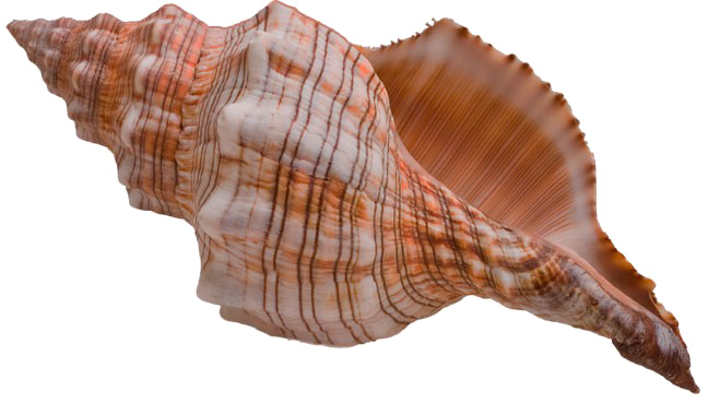 Sfondo di immagine a PNG shell conchiglia di mare