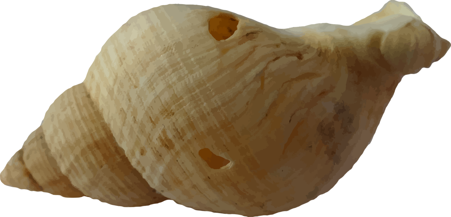 Immagine del PNG della shell shell della conchiglia di mare
