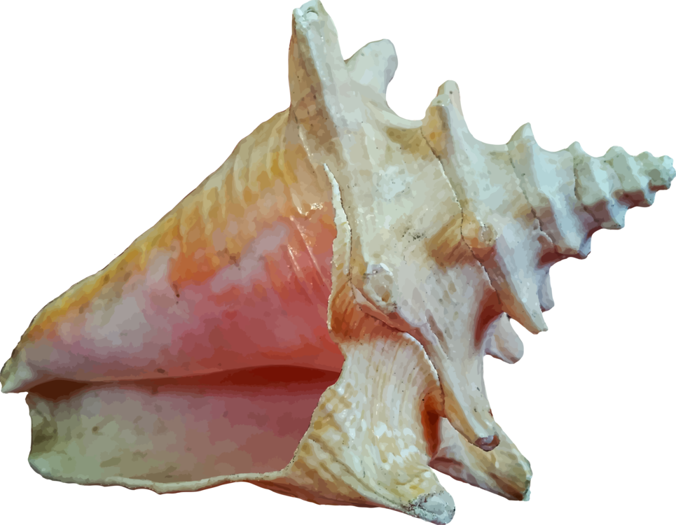 Mar Conch Caracol Shell PNG Foto