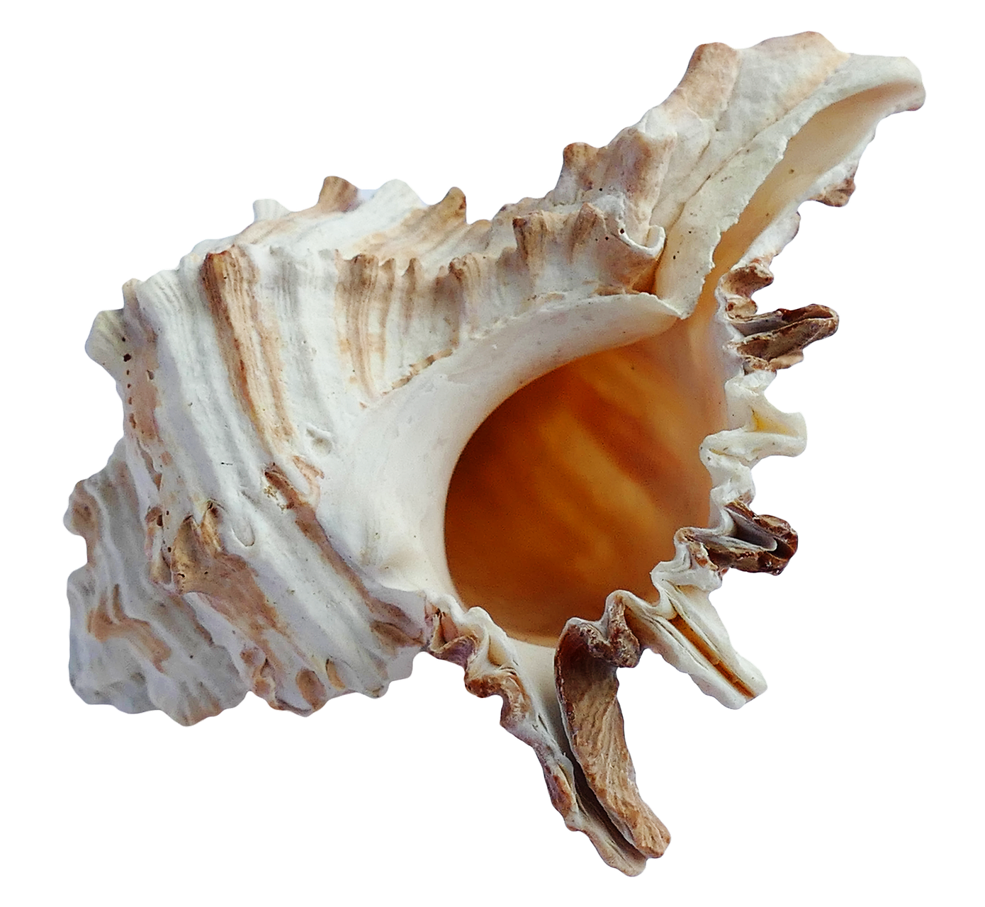 Mar Conch Snail Shell PNG Pic