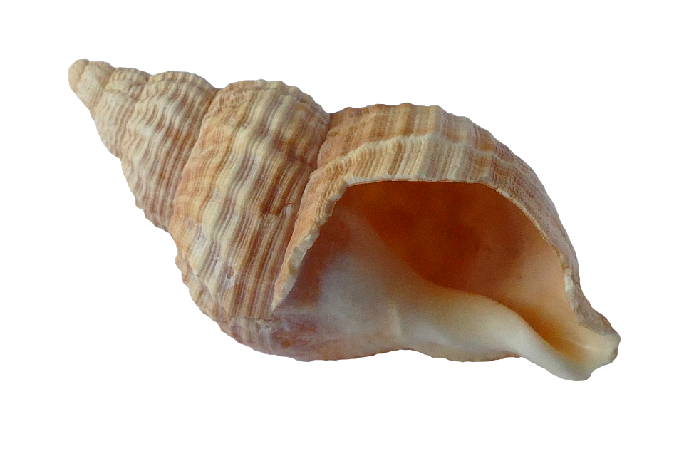 Imagem do caracol do caracol do caracol do mar