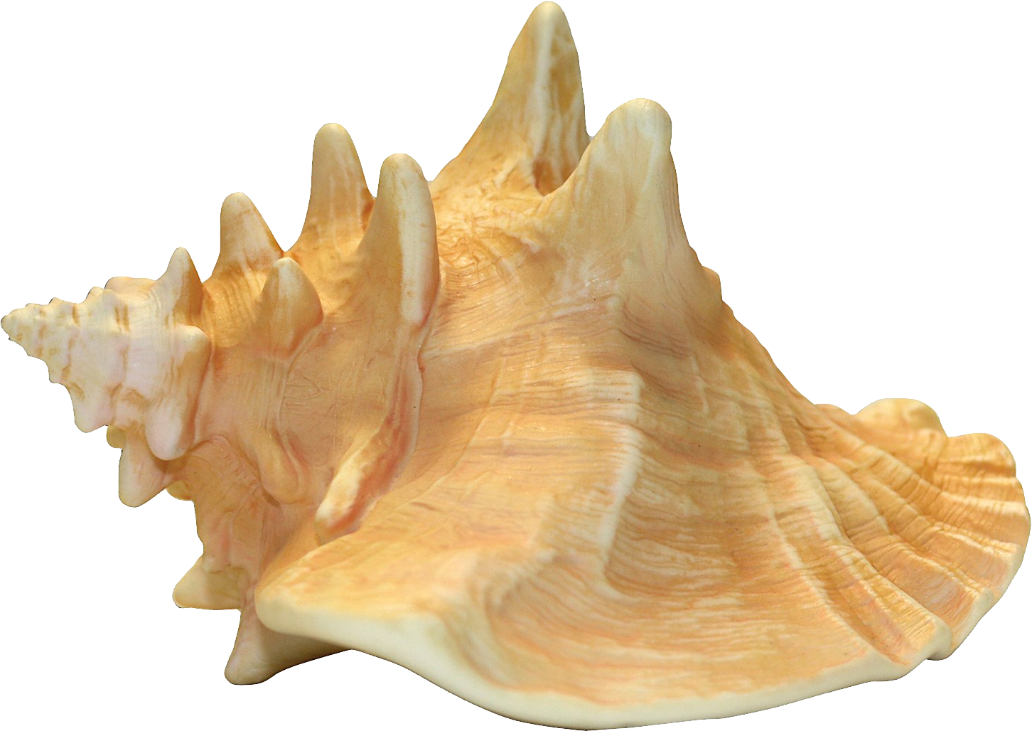 Immagine Trasparente del PNG della shell della conchiglia di mare