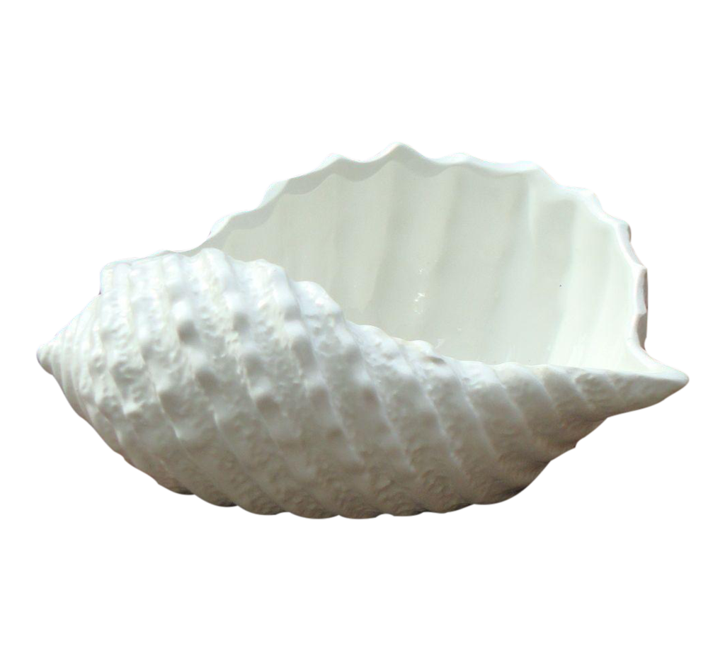 Immagine Trasparente della shell shell conchiglia di mare