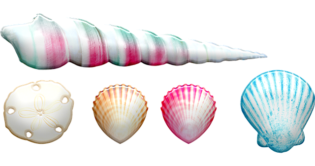 Immagini trasparenti della shell shell della conchiglia di mare
