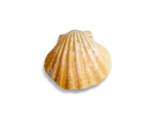 Seashell Conch Baixar imagem transparente PNG