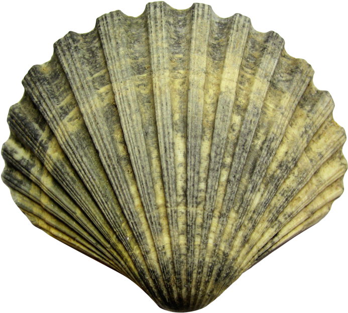 Seashell Conch Immagine gratis PNG