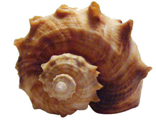 Seashell Imagem de fundo conch PNG