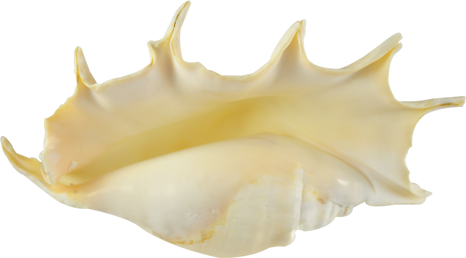 Imagem de alta qualidade do Seashell Conch PNG