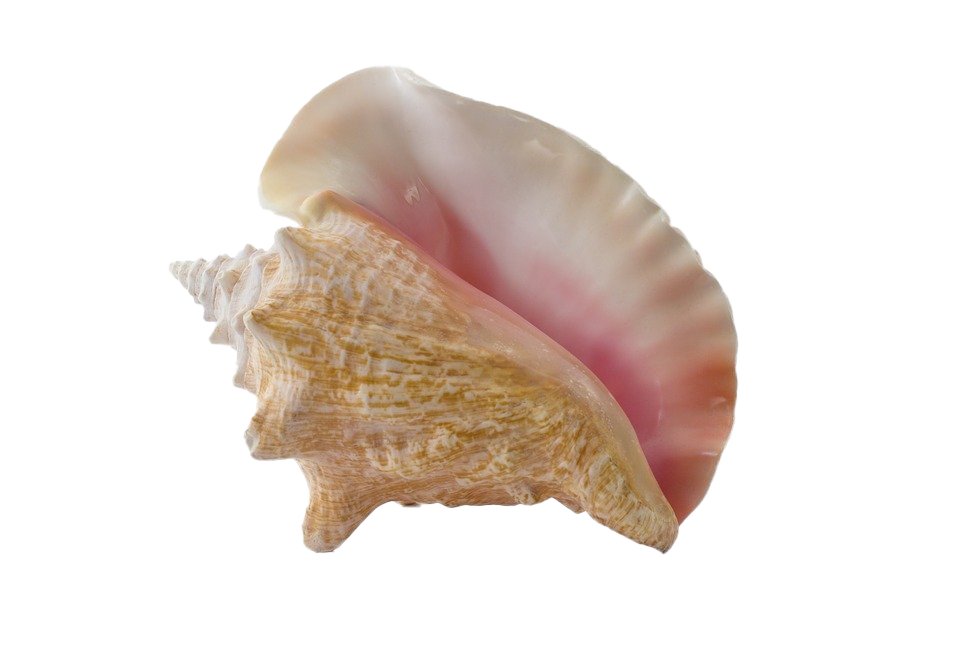 Улитка Seashell Conch PNG Pic Pic Pic