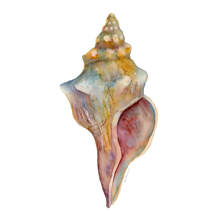 Snail Seashell Conch Fundo Transparente PNG