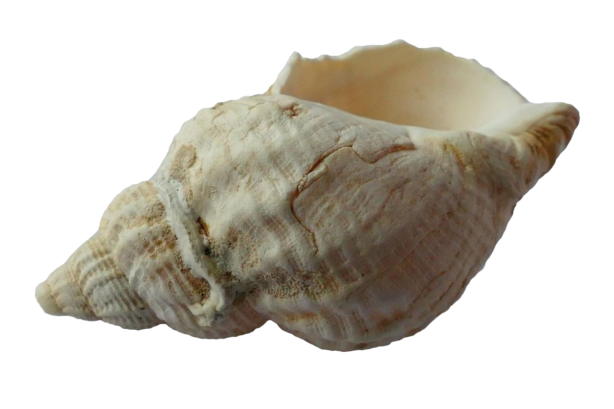 Imagem transparente do seashell do caracol