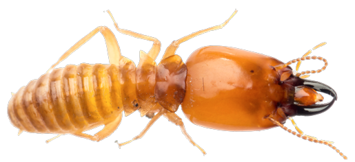 Ant Termite PNG achtergrondafbeelding