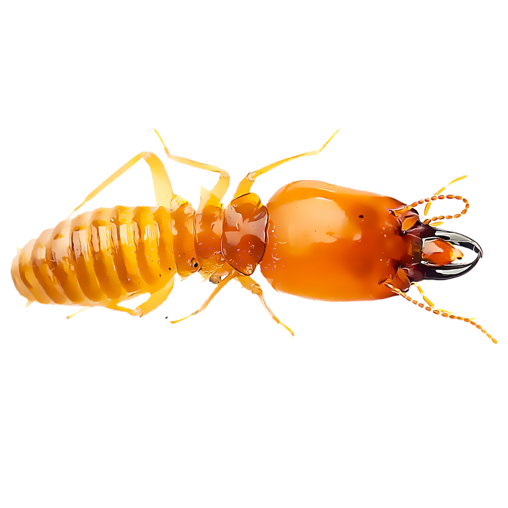 Mier termiet PNG Gratis Download