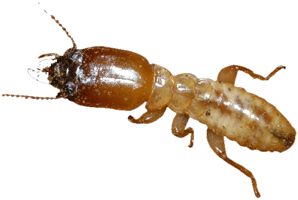 Ant Termite PNG Afbeelding Transparante achtergrond