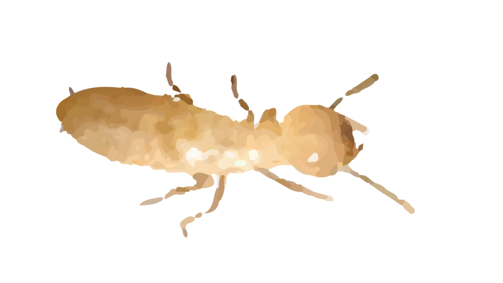 Mier termiet PNG Foto
