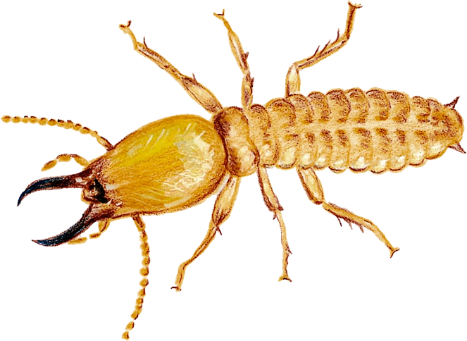 Mier Termite PNG-Afbeelding