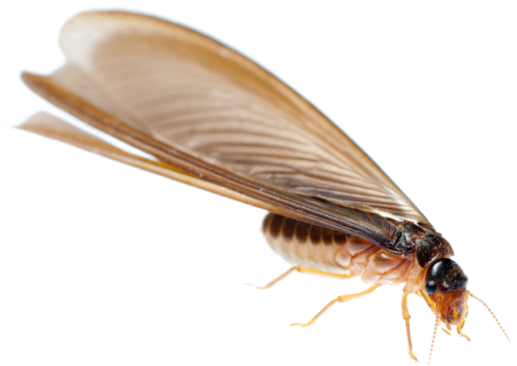 Ant Termite PNG Transparant Beeld