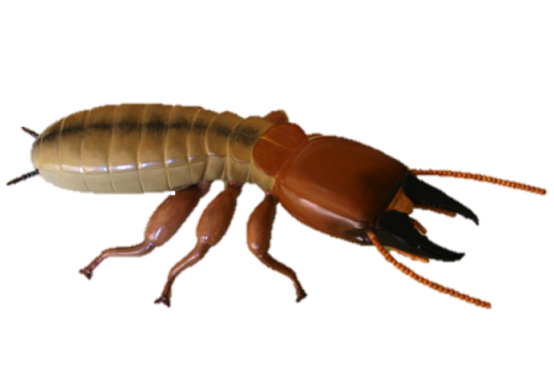 Ant Termite Transparante achtergrond PNG