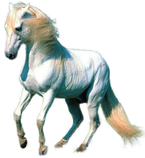 Арабская белая лошадь скачать прозрачное изображение PNG
