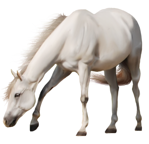 Арабская белая лошадь бесплатно PNG Image