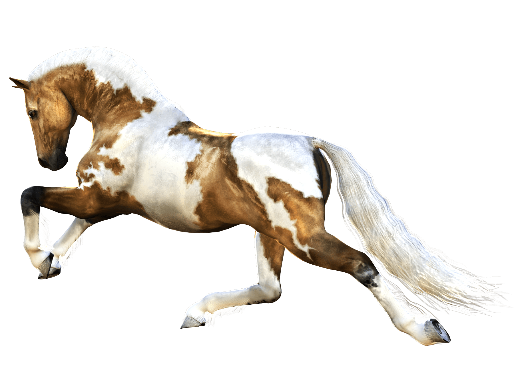Арабская белая лошадь PNG скачать изображение