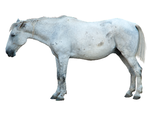 Арабский белый конь PNG скачать бесплатно