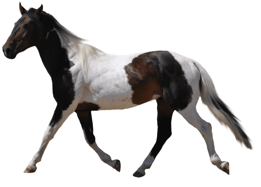 Арабский белый конь PNG высококачественный образ