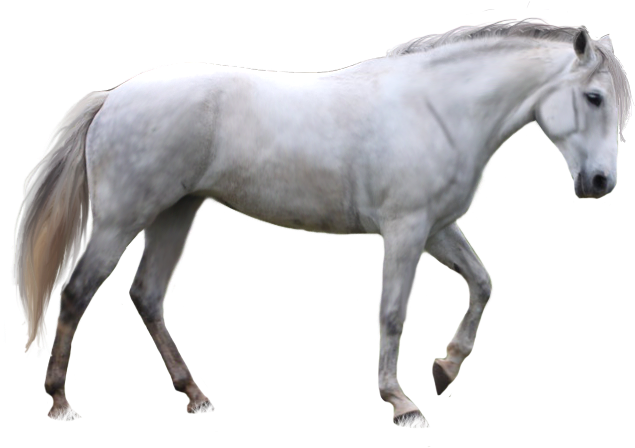Арабский белый конь PNG изображения фон