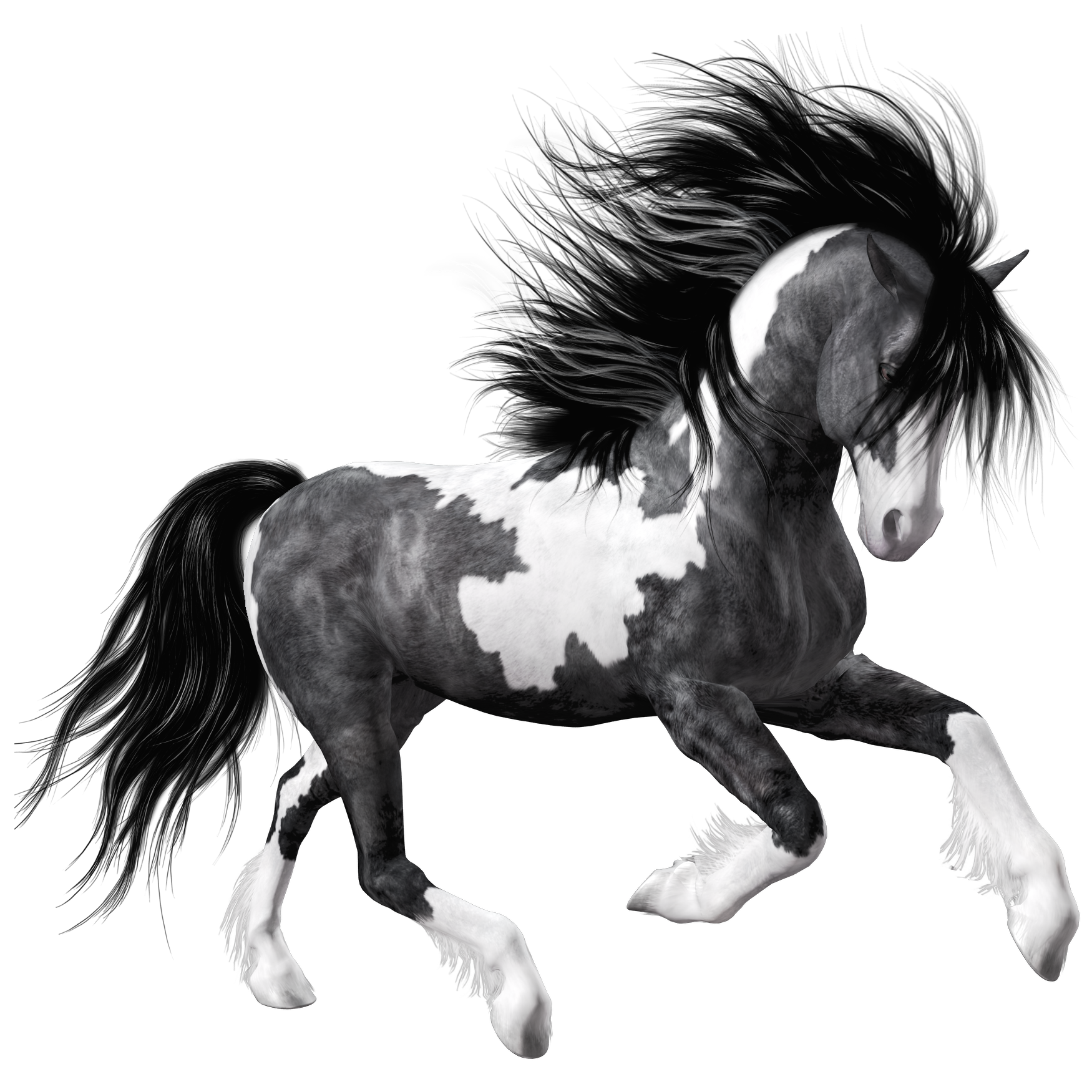 Арабский белый конь PNG изображения прозрачный фон