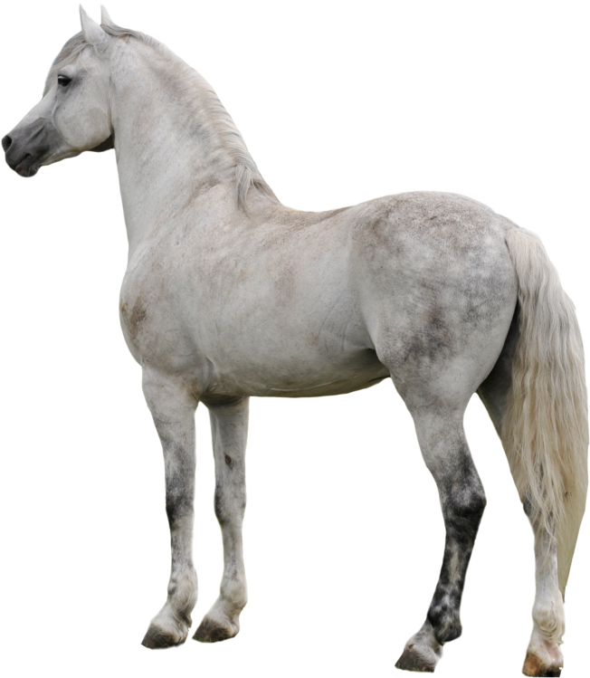 Арабский белый конь PNG прозрачный образ