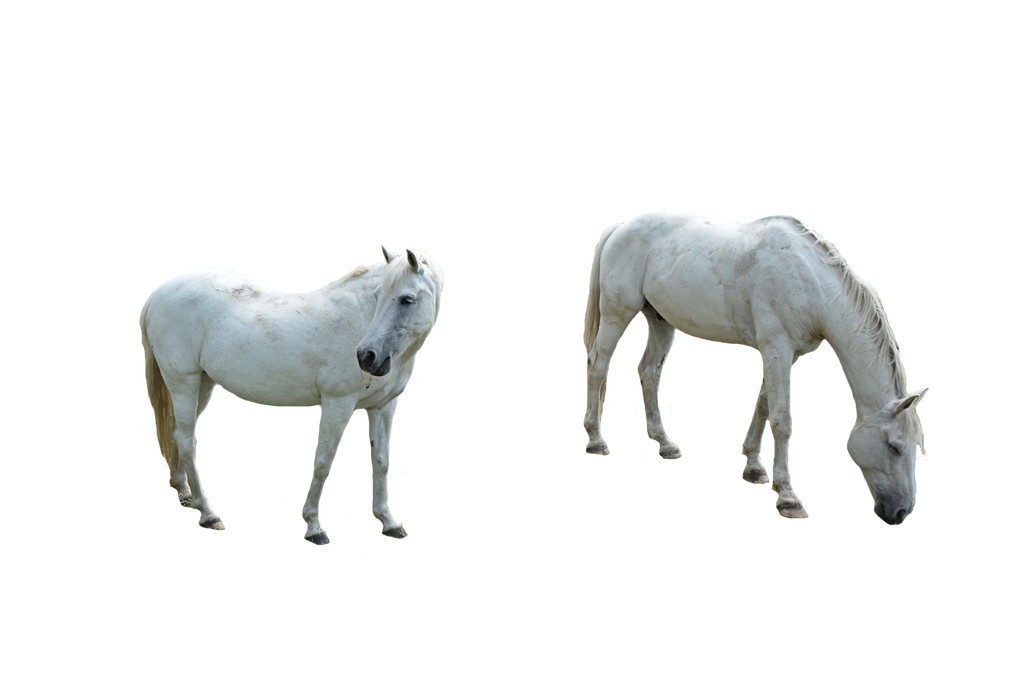 Арабский белый конь прозрачный образ