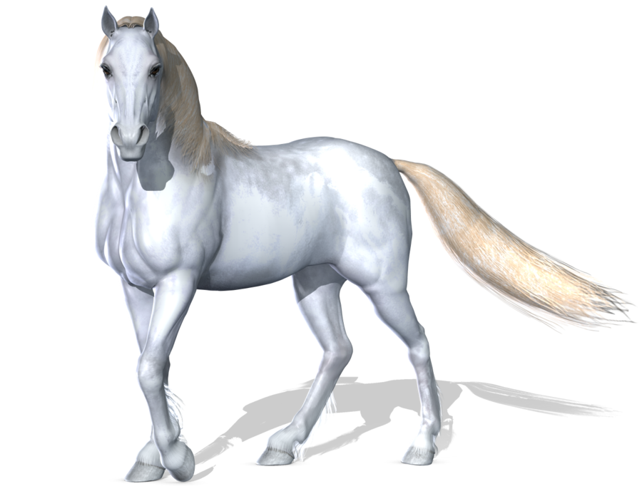 Арабские белые лошади прозрачные изображения