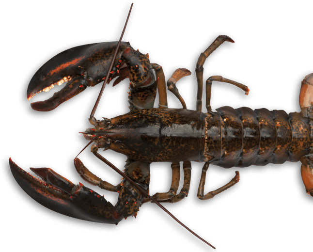 Lobster Juvenile American Lobster ดาวน์โหลด PNG Image