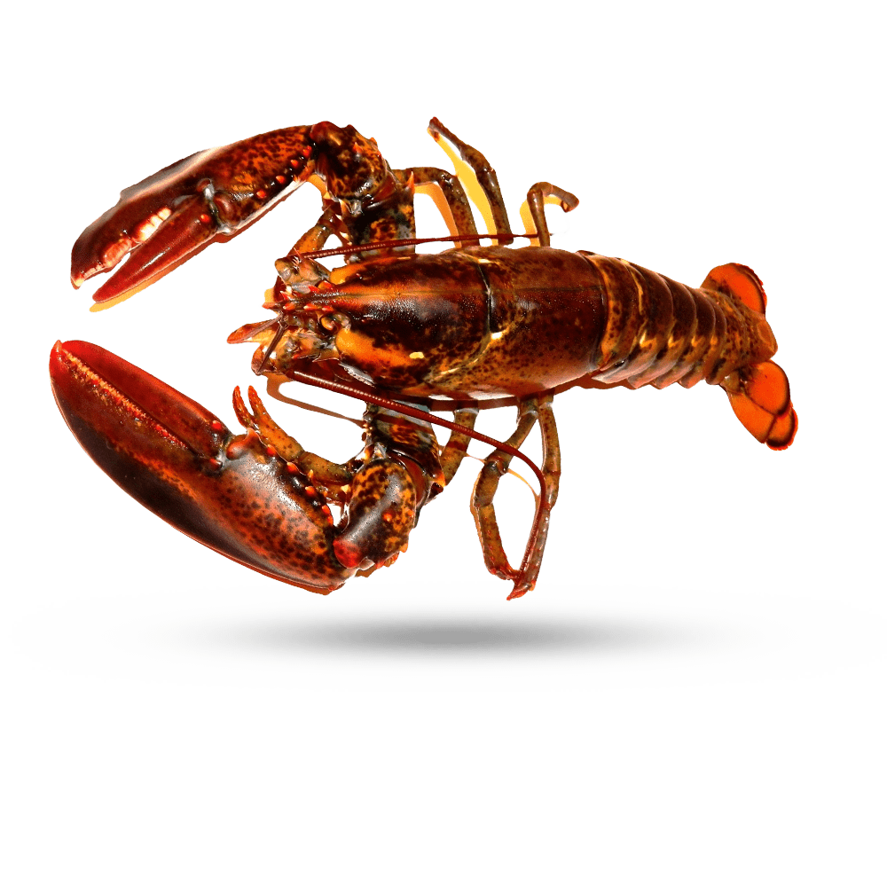 Lobster Juvenile American Lobster ดาวน์โหลดภาพ PNG โปร่งใส