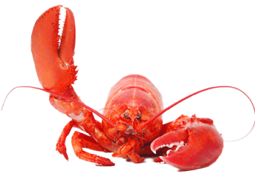 Lobster Juvenile American Lobster ฟรี PNG Image