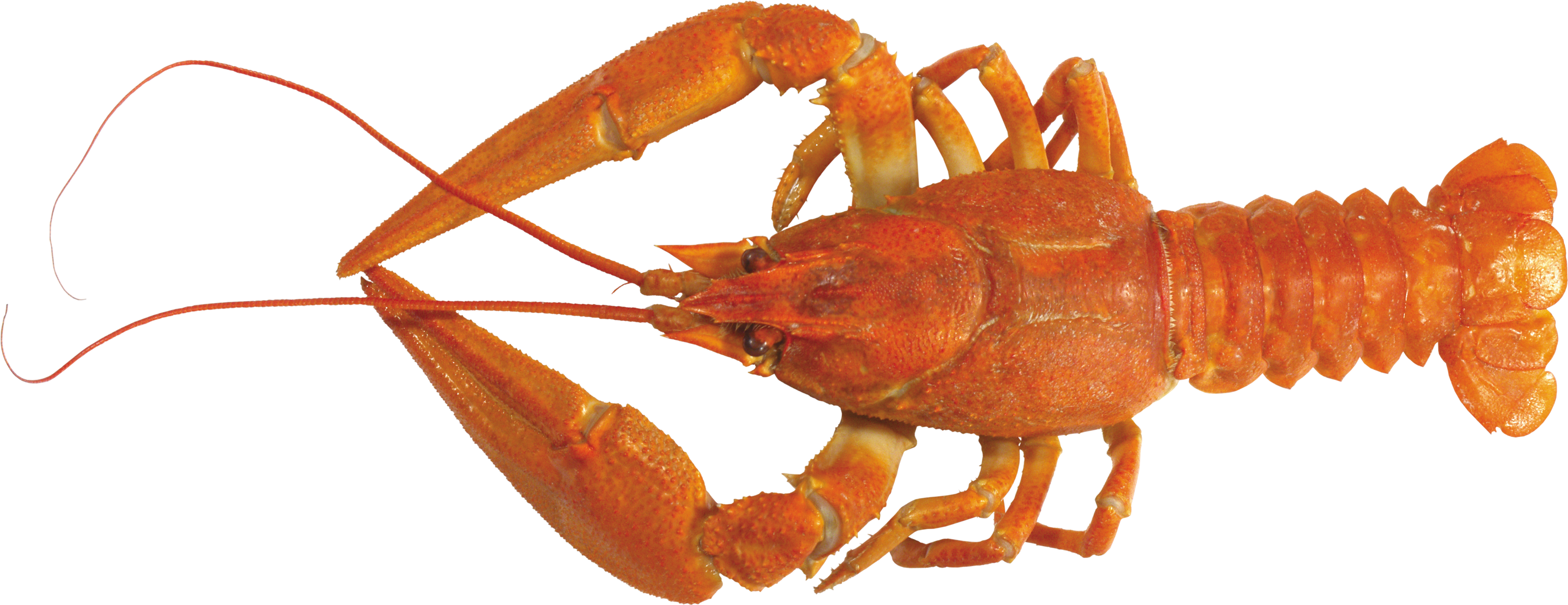 Lobster American Juvenile Lobster PNG พื้นหลังภาพพื้นหลัง