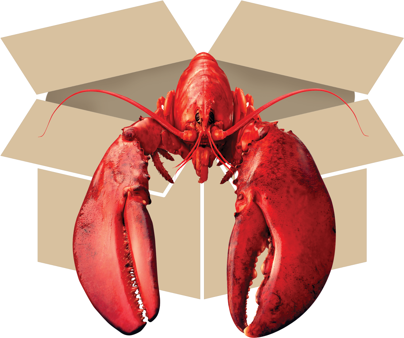 ดาวน์โหลดฟรี Juvenile American Lobster PNG