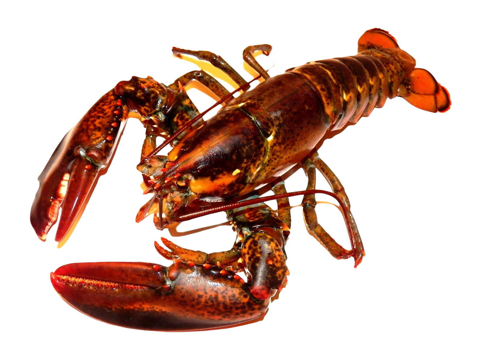 Lobster American Juvenile PNG รูปภาพคุณภาพสูง