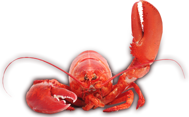 พื้นหลังภาพ PNG Lobster อเมริกันเด็กและเยาวชน