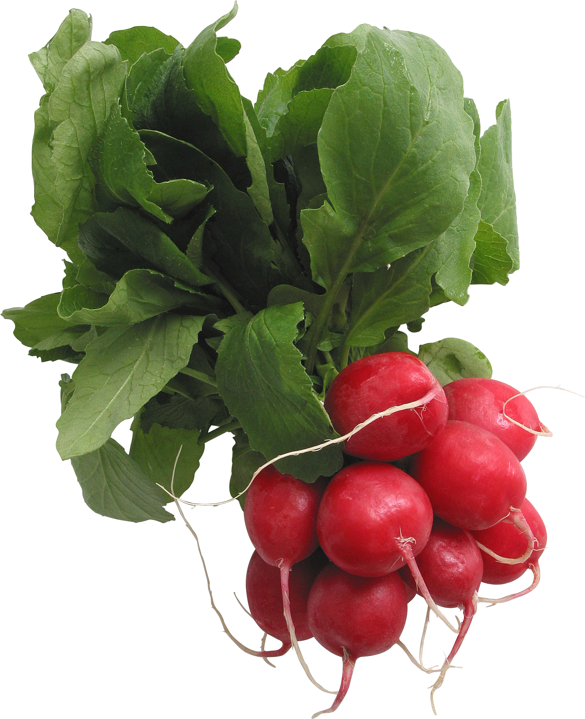 Red Radish Download Transparent PNG Image