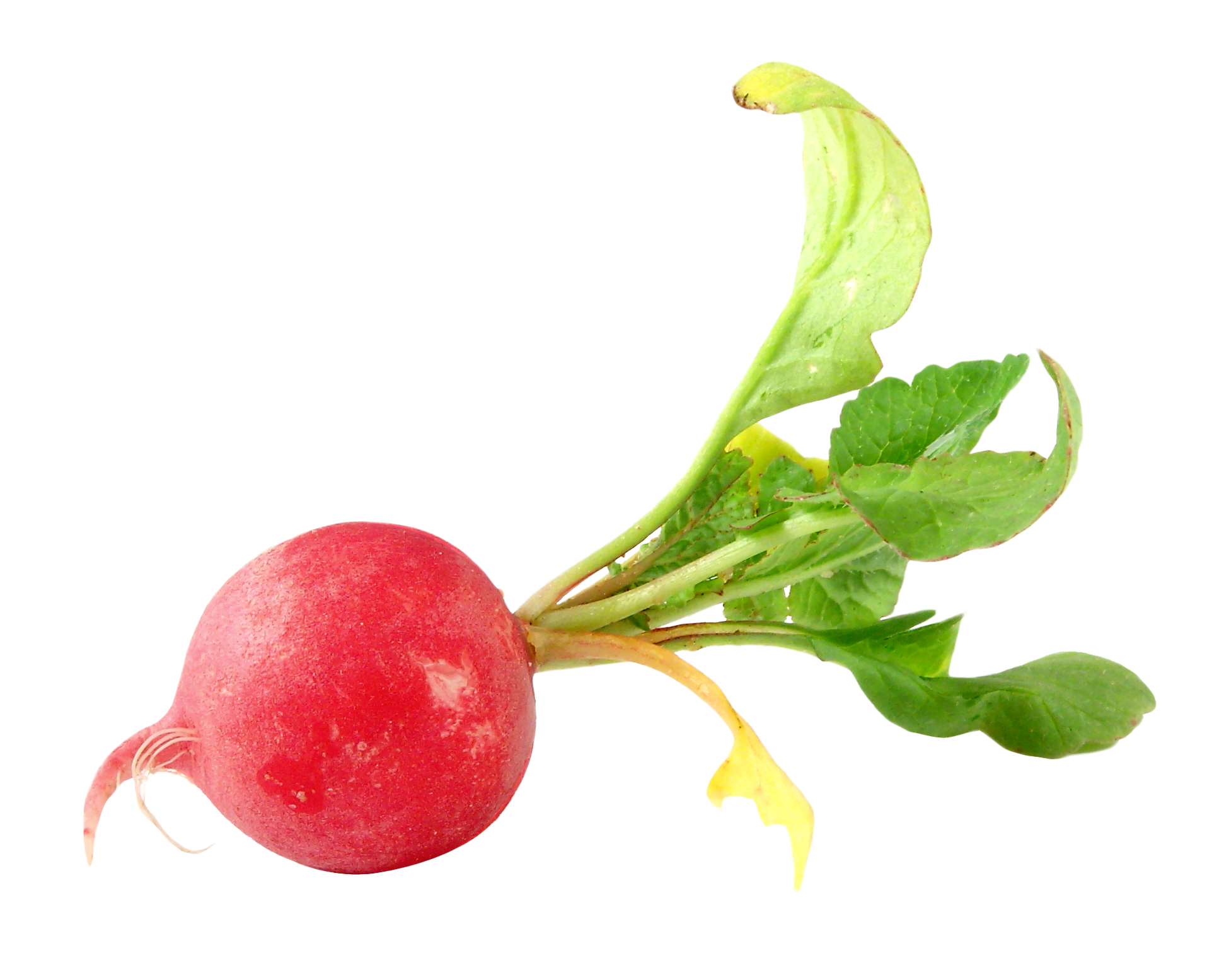 Red Radish PNG Unduh Gratis