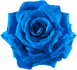 Vector Blue Flowers PNG Pic Background | PNG Arts