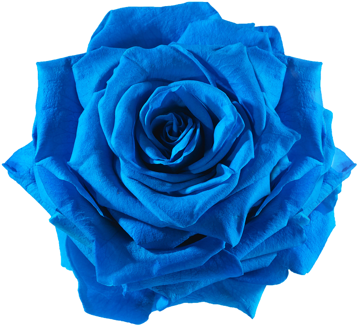 Vektorblaue Blumen PNG-Bild-Hintergrund